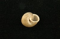 扁蝸牛藏品圖，第2張